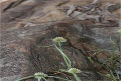 Cyperus kyllingia